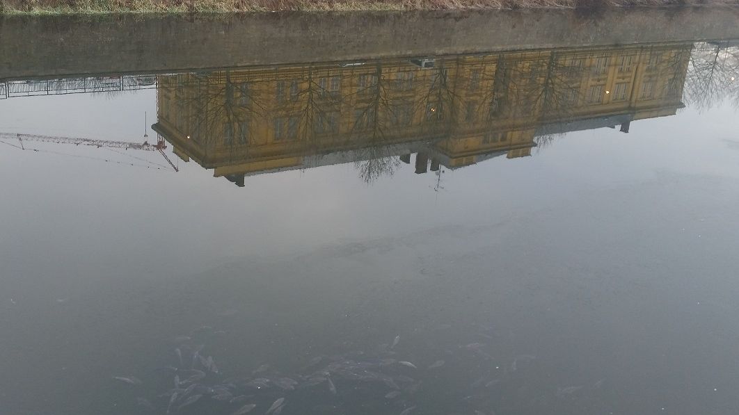 V centru Hradce plavaly v Orlici desítky mrtvých ryb, zřejmě z vánočního prodeje